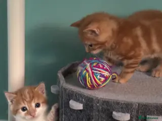 Maine Coon cats Beautiful Mix kittens - Advert 5