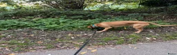 Labrador Retriever dogs for sale: 2.5 year old fox red lab.  in Leicester - Advert 5