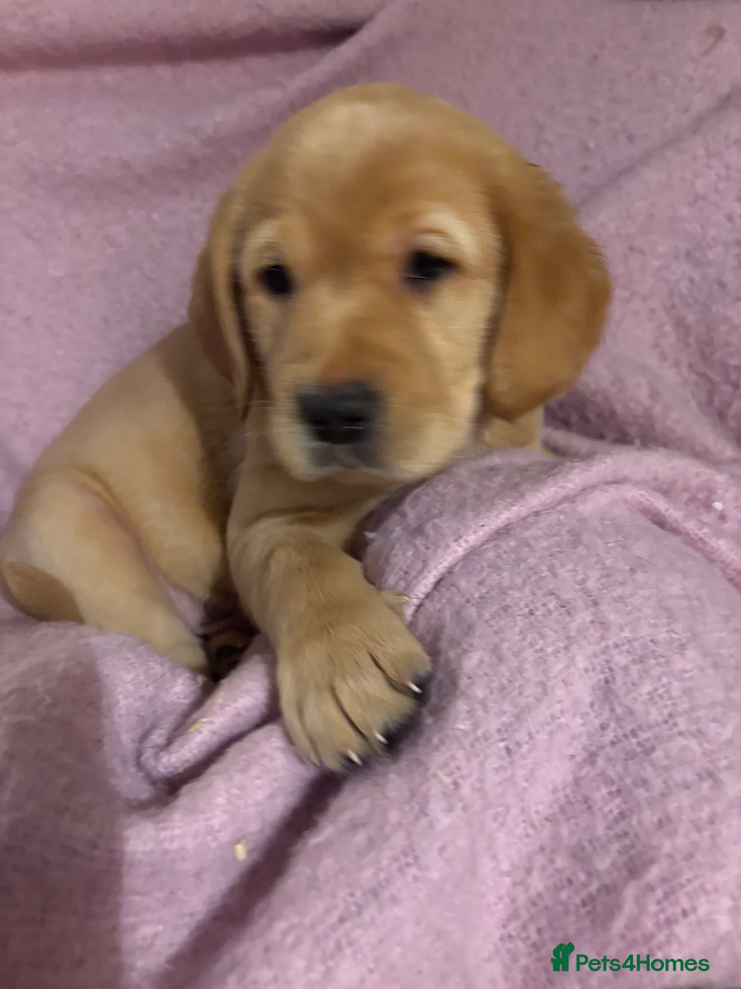 Goldador dogs for sale: Goldador puppies with a dash of dalmation  - Advert 9