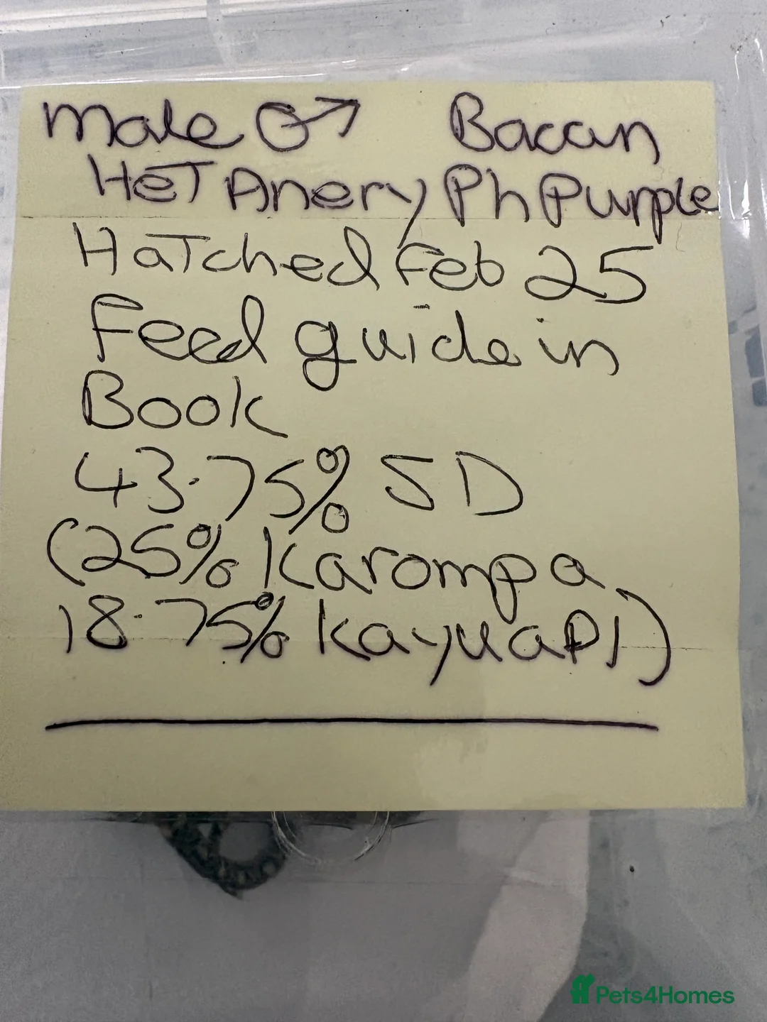 Snake reptiles for sale: male sd retic  - Advert 2