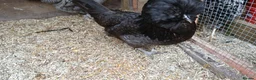 Chickens poultry for sale: 2 x polish  hens available  - Advert 3