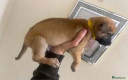 Belgian Shepherd Dog dogs for sale: Belgian Malinois Puppies - Image 4