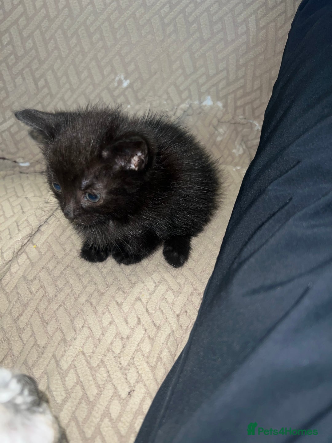 Domestic Shorthair cats for sale: Meet Zora  - Image 1
