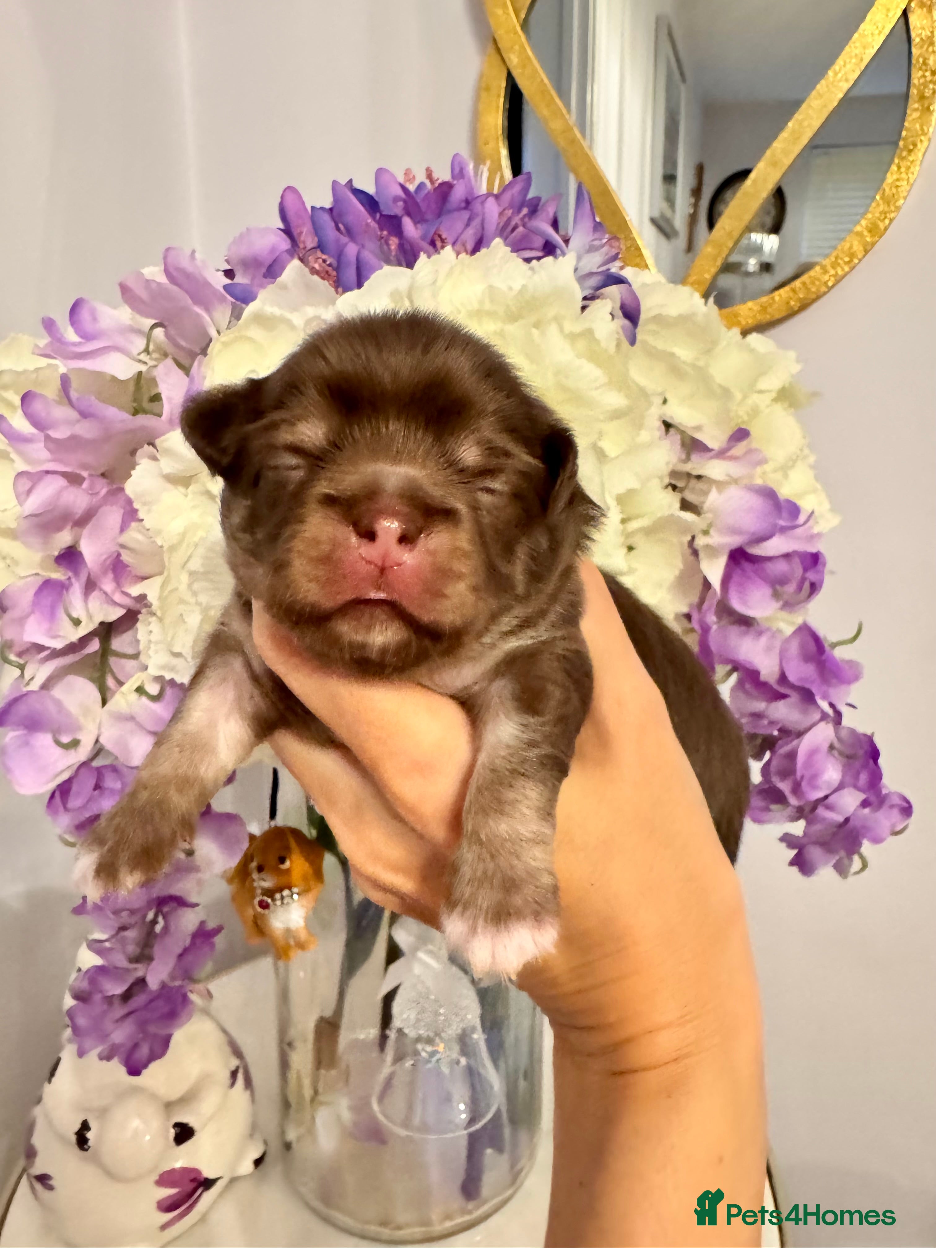 Chihuahua dogs 💙🤎 Unique KC LC Choco Chihuahuas, 2 Boys 🤎💙 - Advert 2