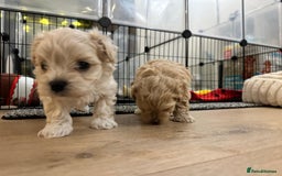 Maltipoo dogs for sale: 💛  Maltipoo Puppies Ready 16th Dec  💛 - Advert 10