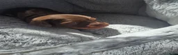 Miniature Dachshund dogs for sale: Adorable girl - Advert 10