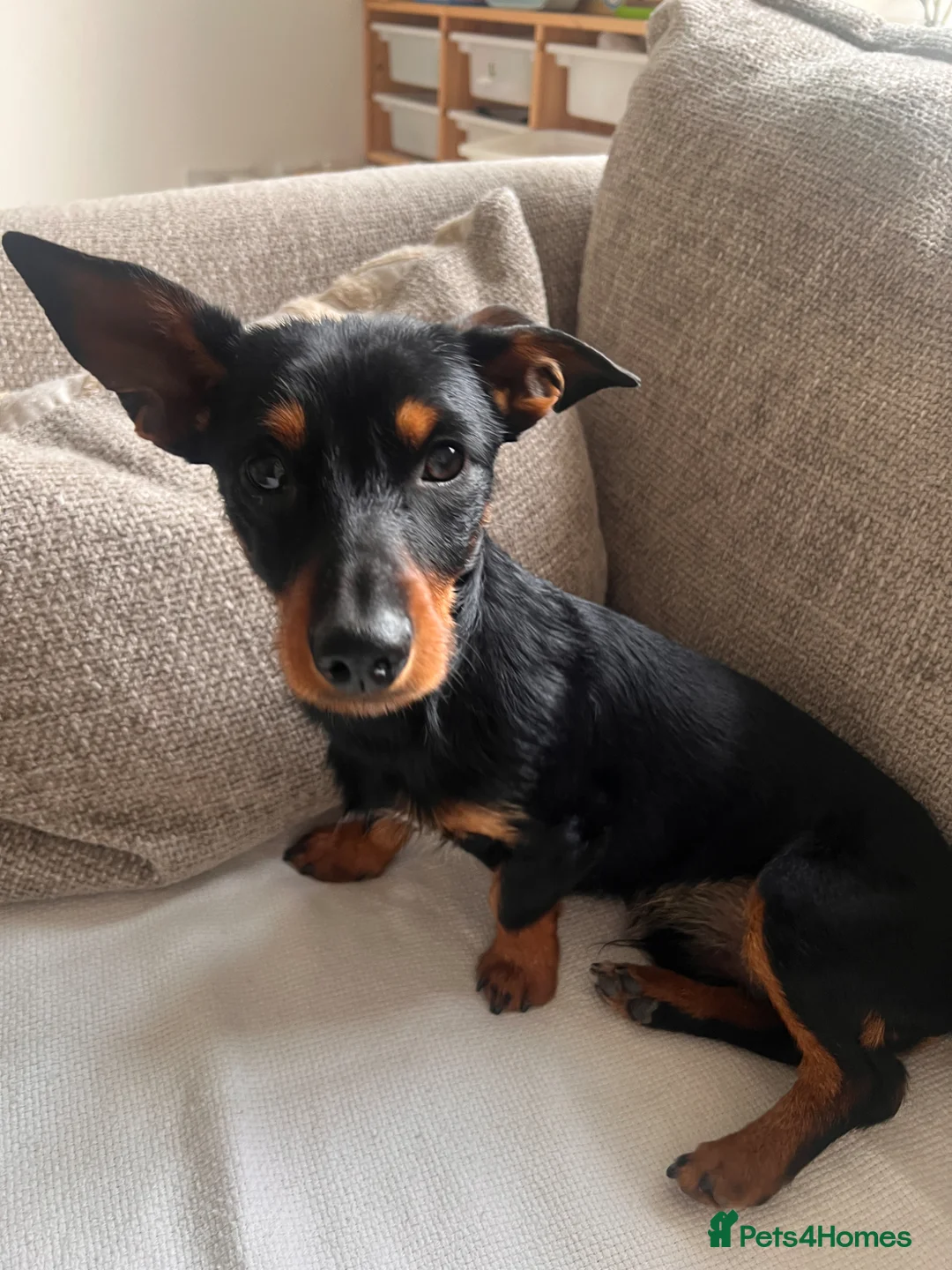 Mixed Breed dogs for sale: Dorkie boy - 8 months old - Advert 1