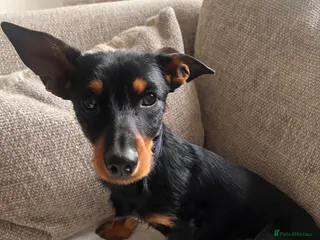 Mixed Breed dogs Dorkie boy - 8 months old - Advert 3