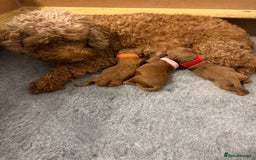 Cavapoo dogs for sale: 🔥 Waiting List for our next litter - F1 Cavapoos - Advert 21