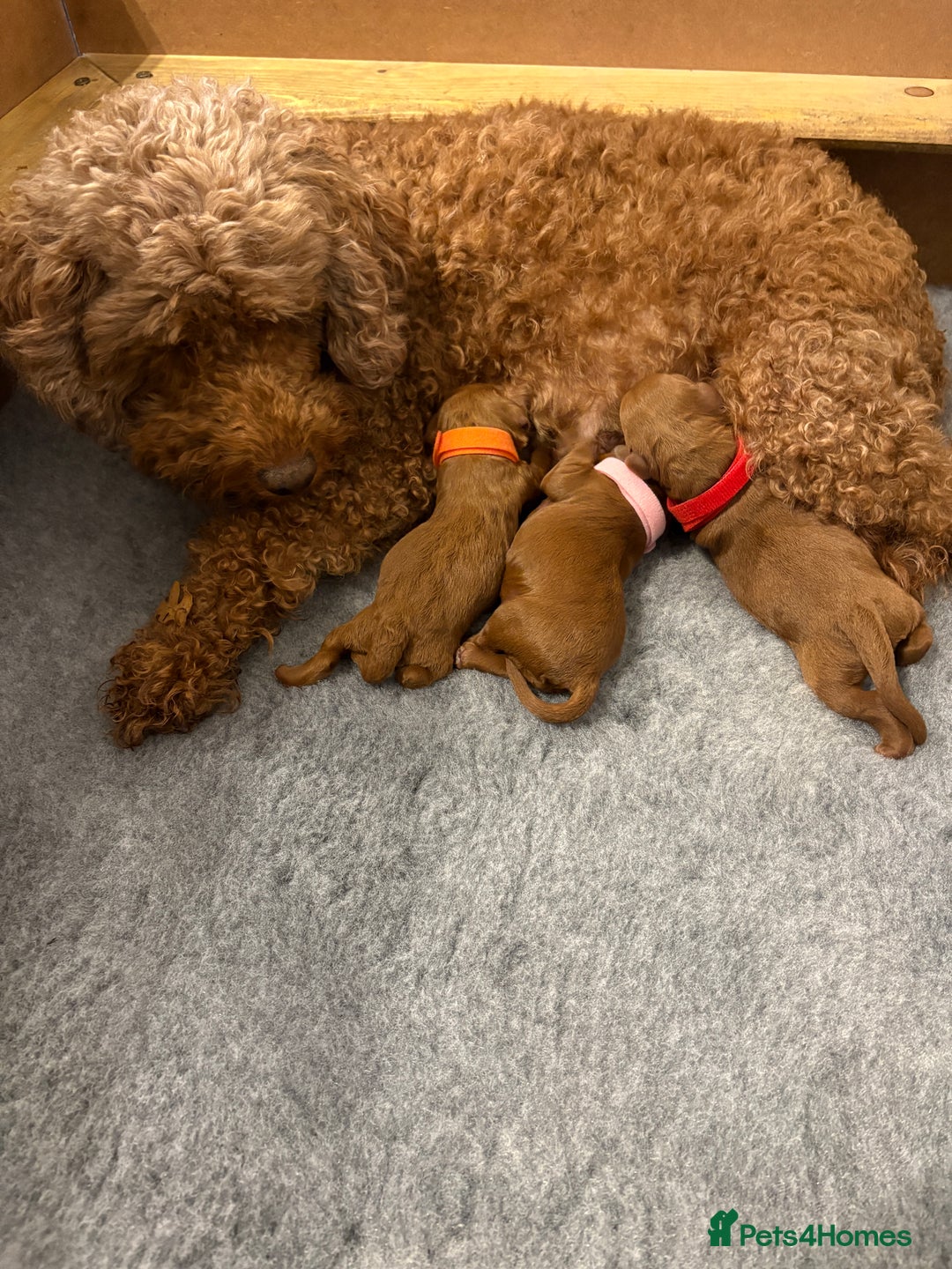 Cavapoo dogs for sale: 🔥 Waiting List for our next litter - F1 Cavapoos - Advert 21