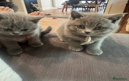 British Shorthair cats for sale: 🐾 British Shorthair Kittens 🐾 - Image 14