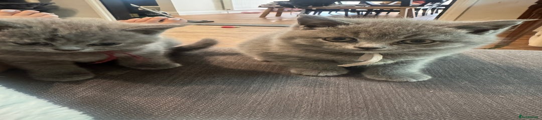 British Shorthair Kitten - pink collar 