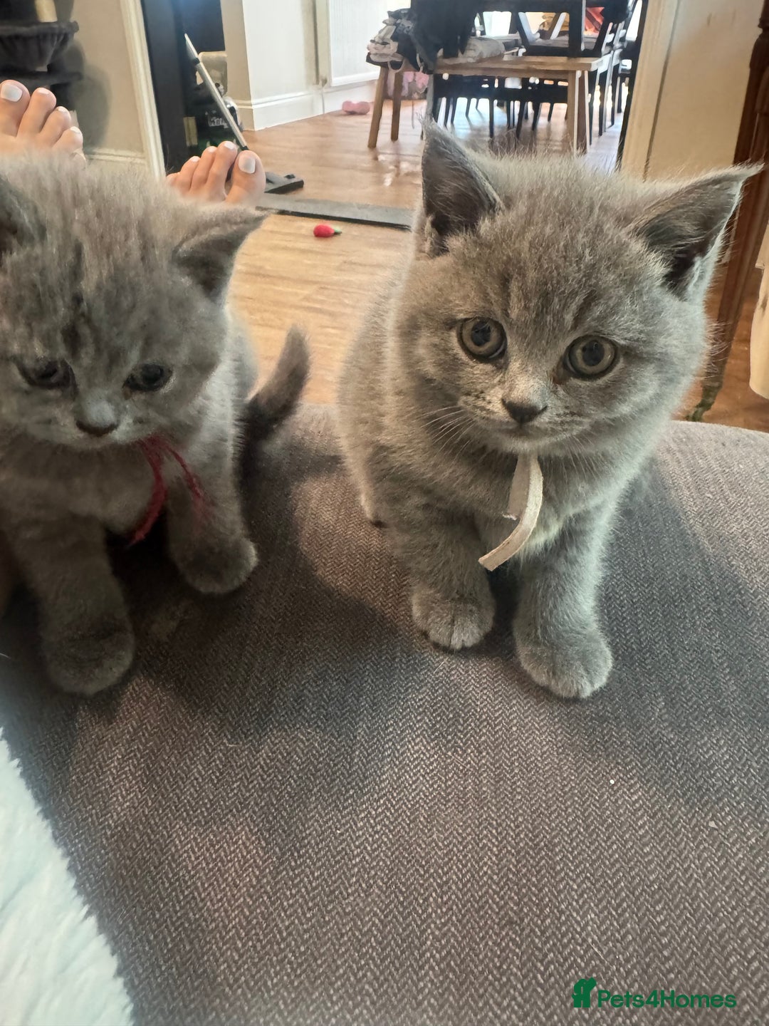 British Shorthair cats for sale: 🐾 British Shorthair Kittens 🐾 - Image 14