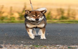 Japanese Shiba Inu dogs for sale: “LAST SESAME BOY  • Champion Broadlands Lineage” - Image 9