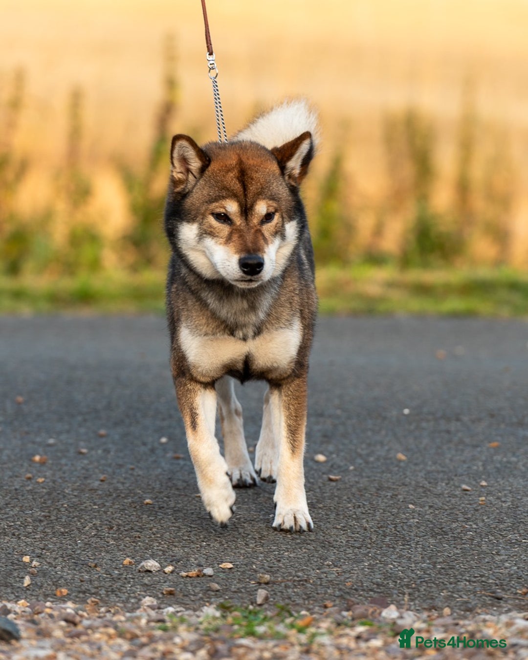 Japanese Shiba Inu dogs for sale: “LAST SESAME BOY  • Champion Broadlands Lineage” - Image 9