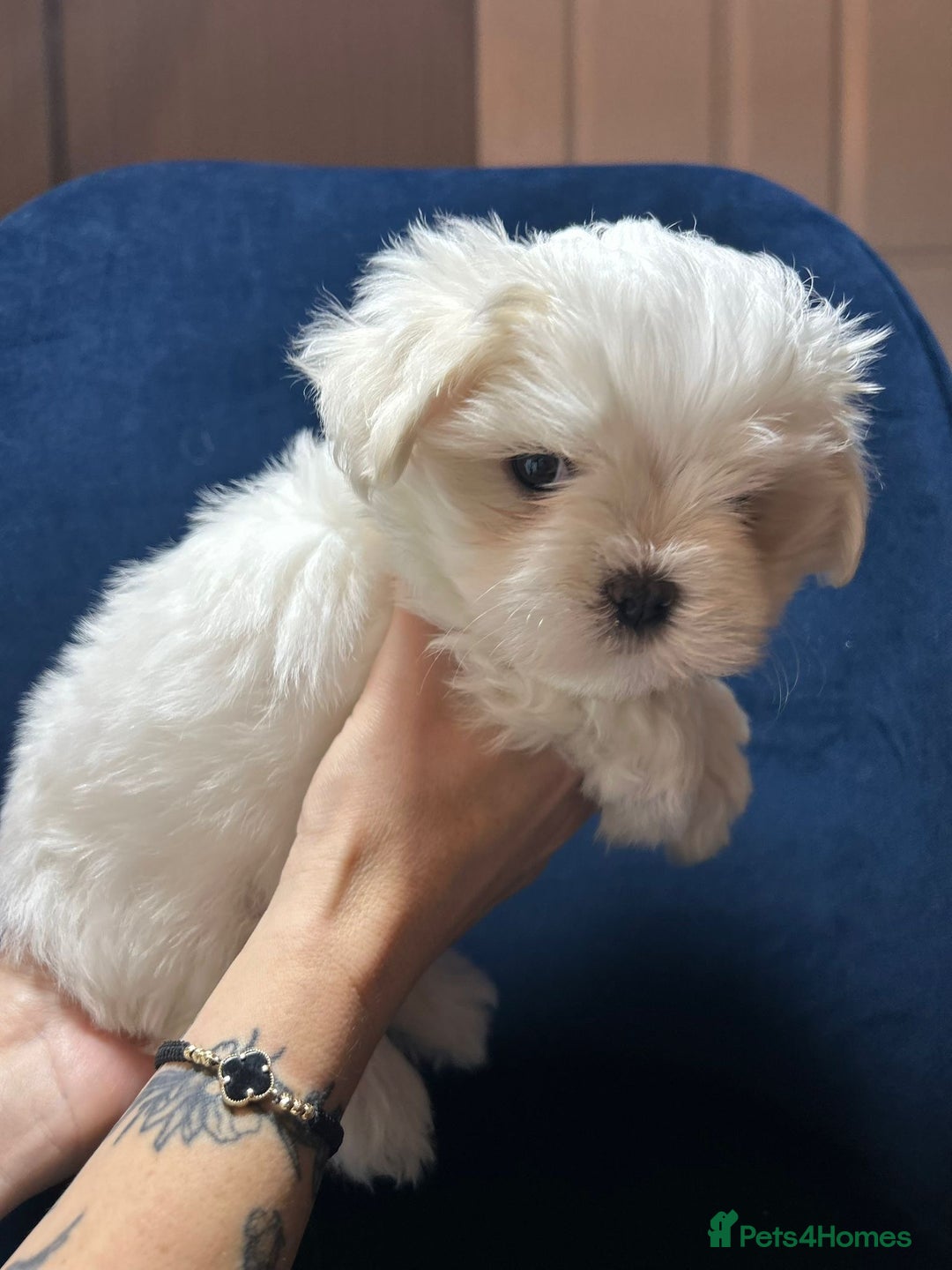 Maltese dogs for sale: Korean Maltese - 2 boys available  - Advert 7