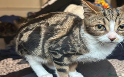 Mixed Breed cats for sale: 4 female bengal kittens  - Image 7