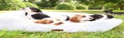 Cockalier dogs for sale: Cockalier puppies - 5 in litter  in Tonbridge - Advert 25