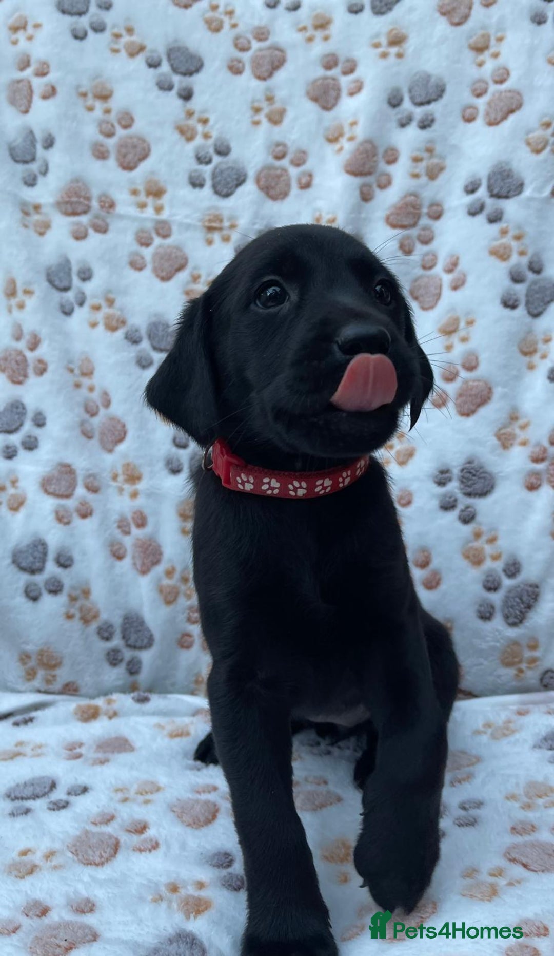 Labrador Retriever dogs for sale: **PEDIGREE, KC REGISTERED AND HIP SCORED** - Image 37