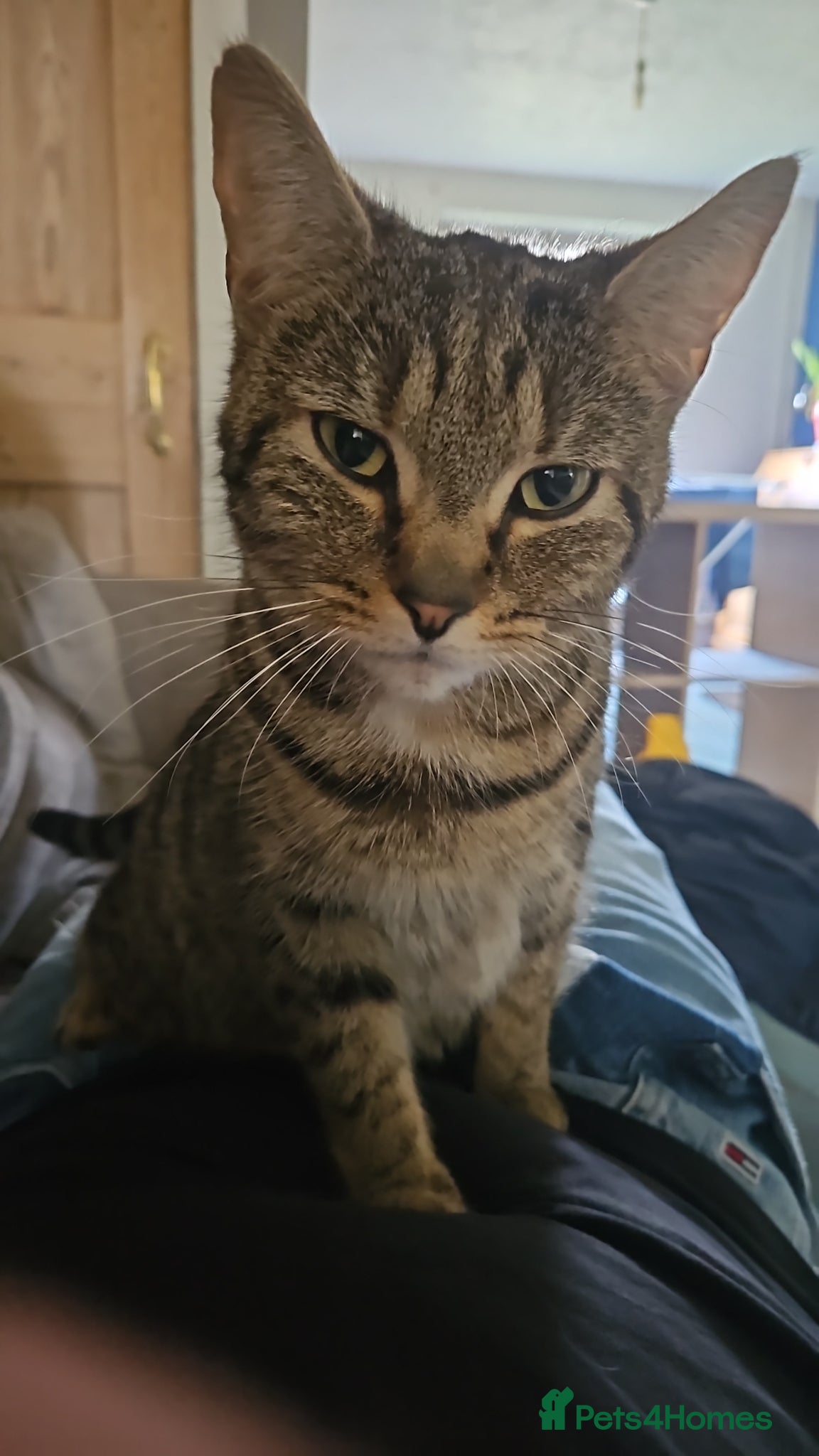 Mixed Breed cats Beautiful tabby kittens - Advert 4