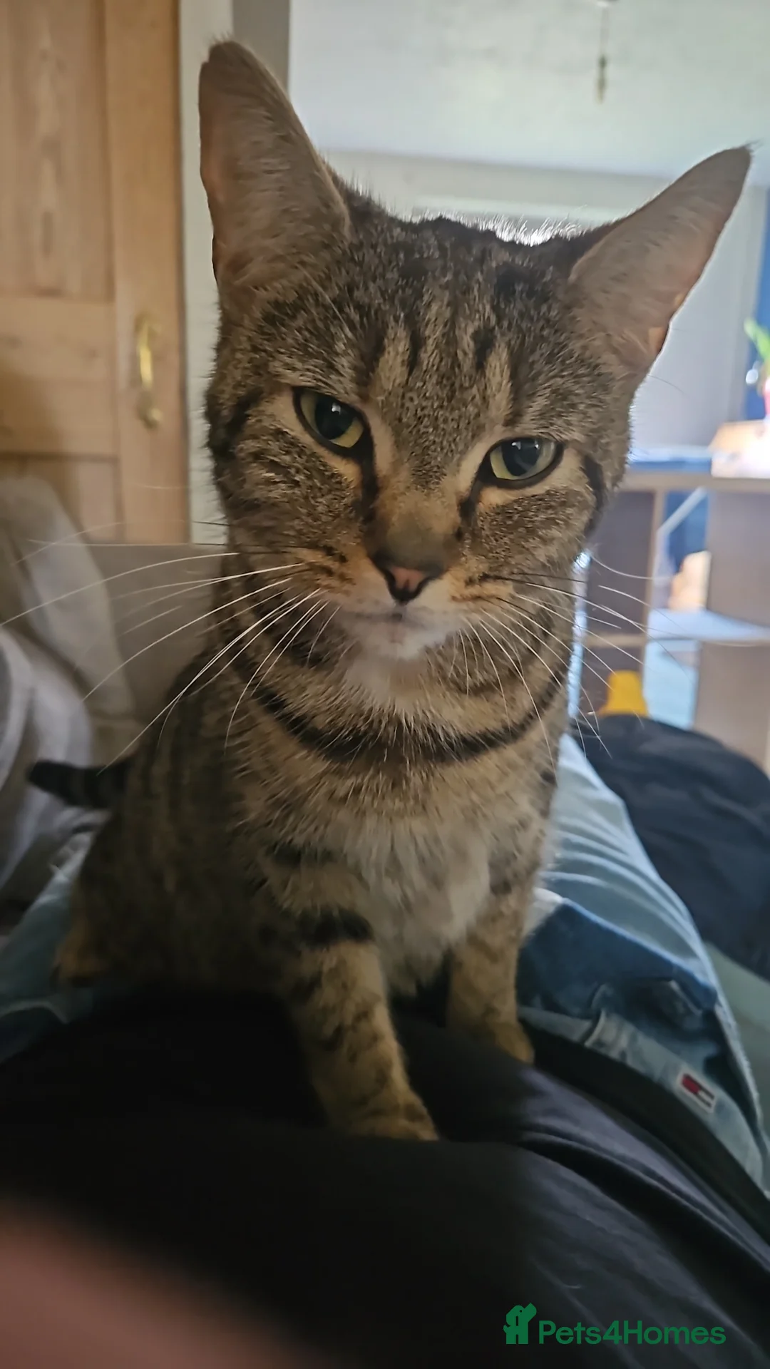 Mixed Breed cats for sale: Beautiful tabby kittens in Newbury - Advert 1
