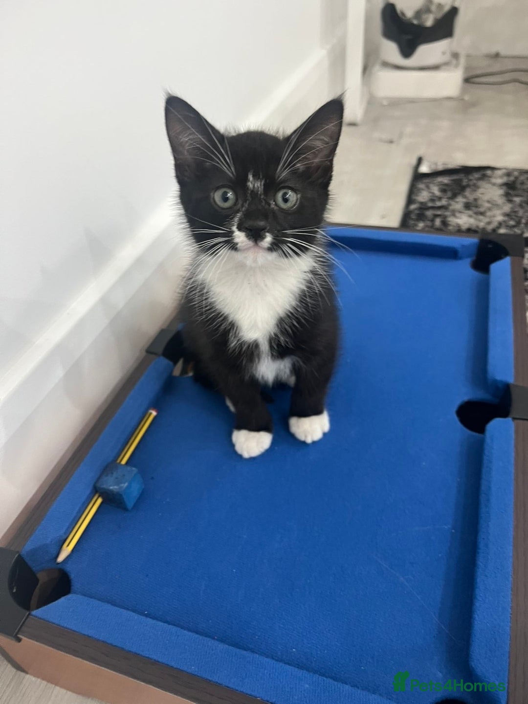 Mixed Breed cats for sale: 8 Week Old Kitten - Advert 3