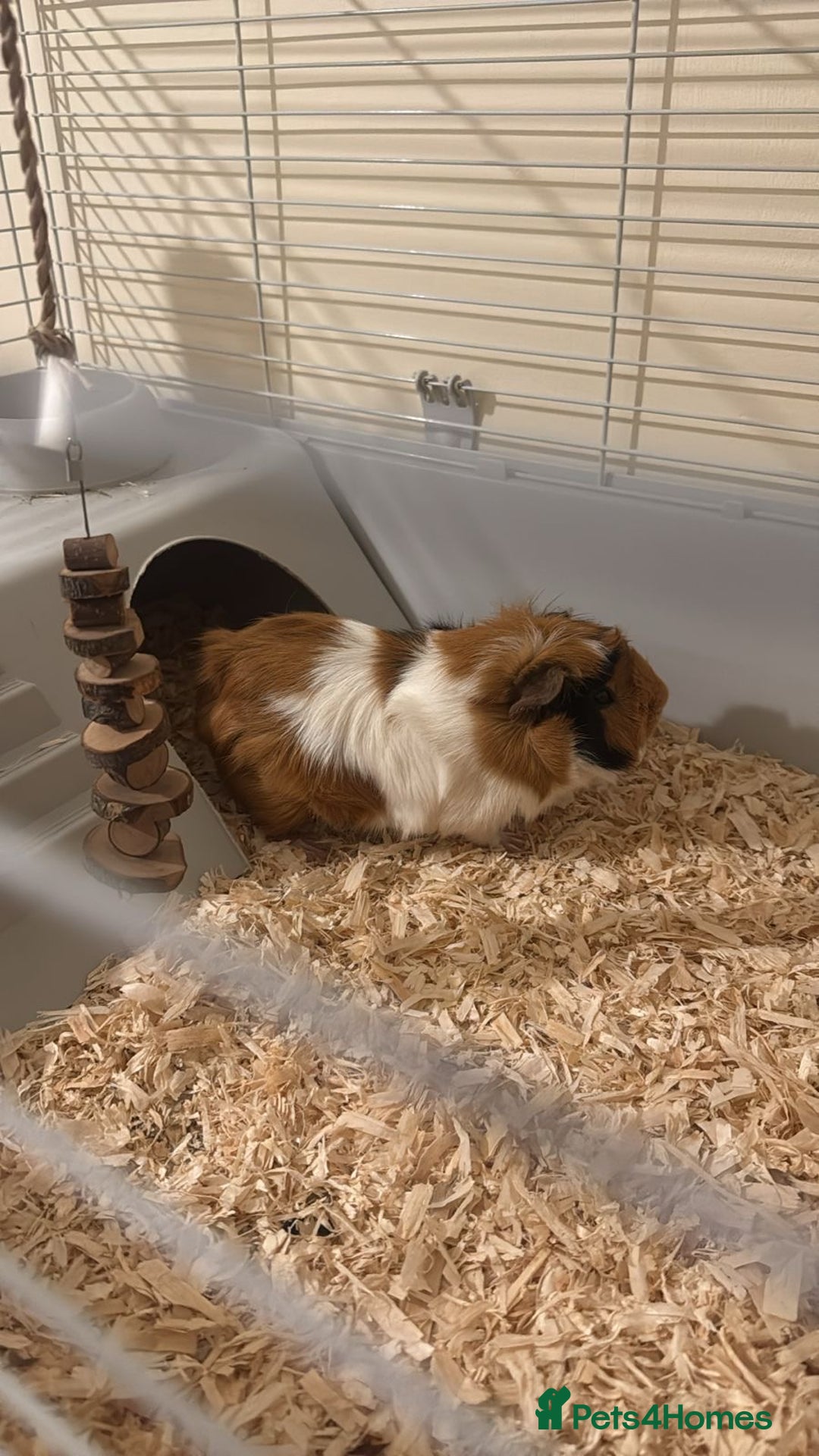 Guinea Pig rodents for sale: Rehome  - Advert 3