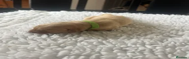 Labrador Retriever 3