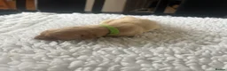 Labrador Retriever dogs for sale: Yellow & Fox Red Labrador Puppies - Advert 8