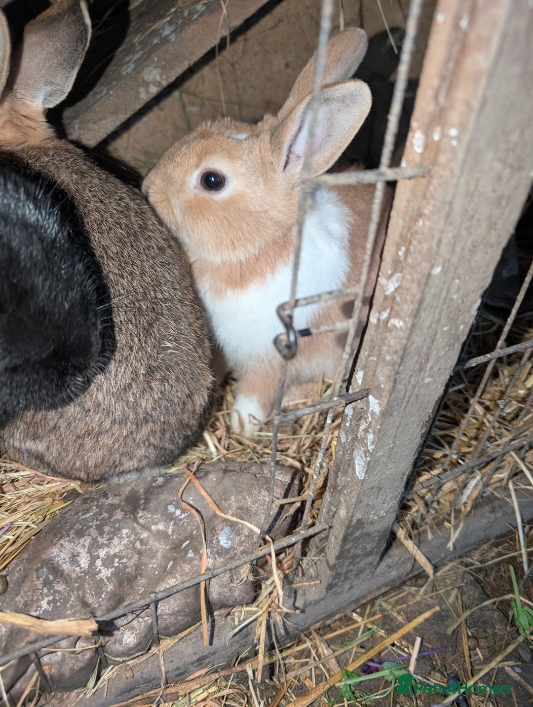 English rabbits for sale: Various Rabbits And Bunnies. Mixed Gender, colours - Advert 7
