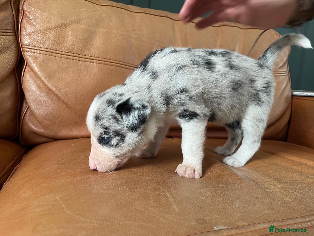 Border Collie dogs for sale: Border Collie Pups Merle, Tri-colour & Blk/wht - Image 24