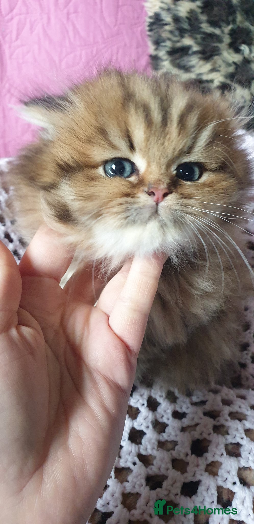 Ragdoll cats 💖Beautiful Pedigree Chinchilla Persian Kitten. - Advert 2
