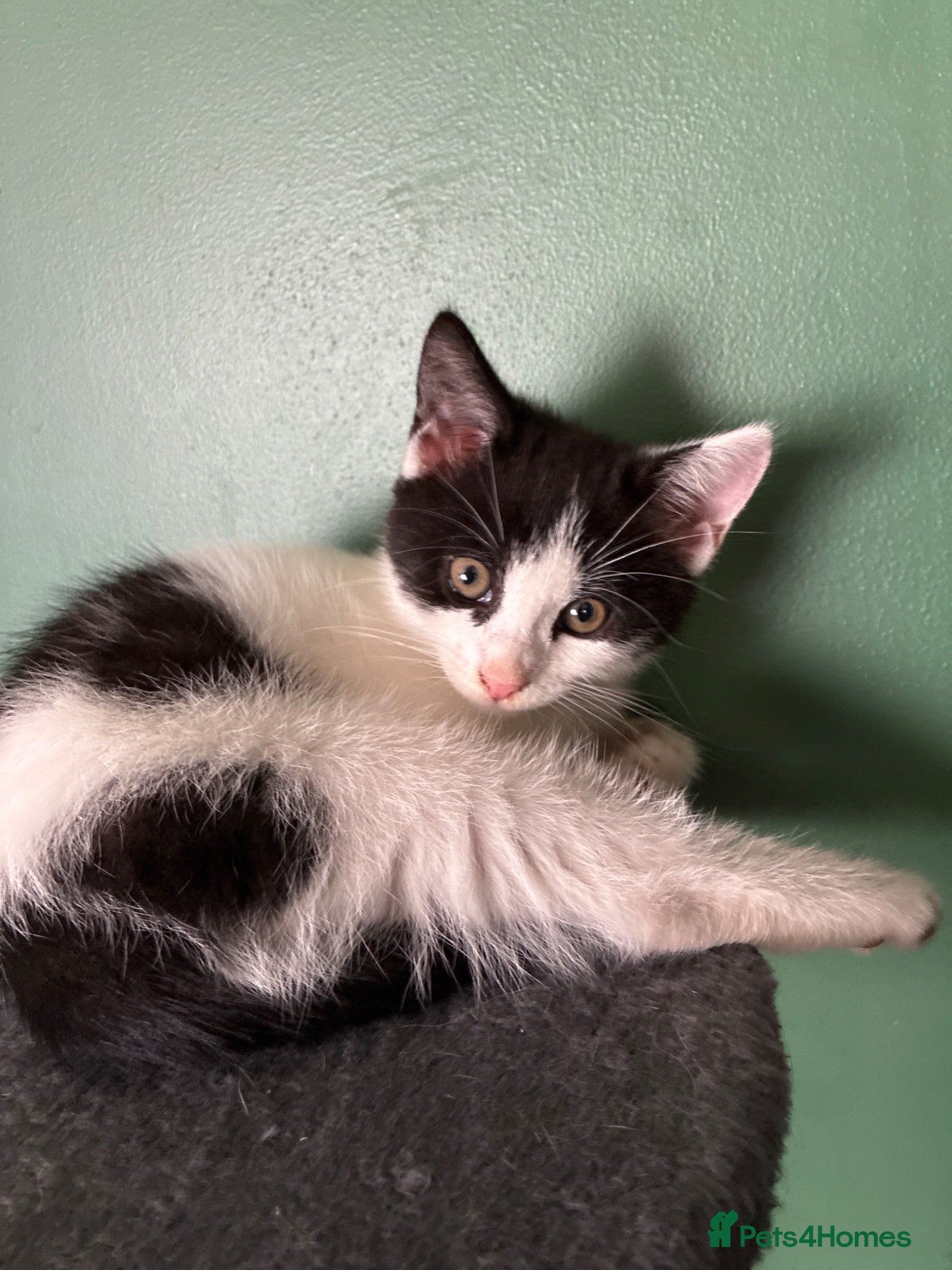 British Shorthair cats Beautiful black and white female kitten - Advert 10