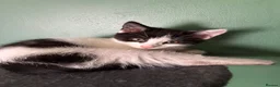 British Shorthair cats for sale: Beautiful black and white female kitten in Royston - Advert 1