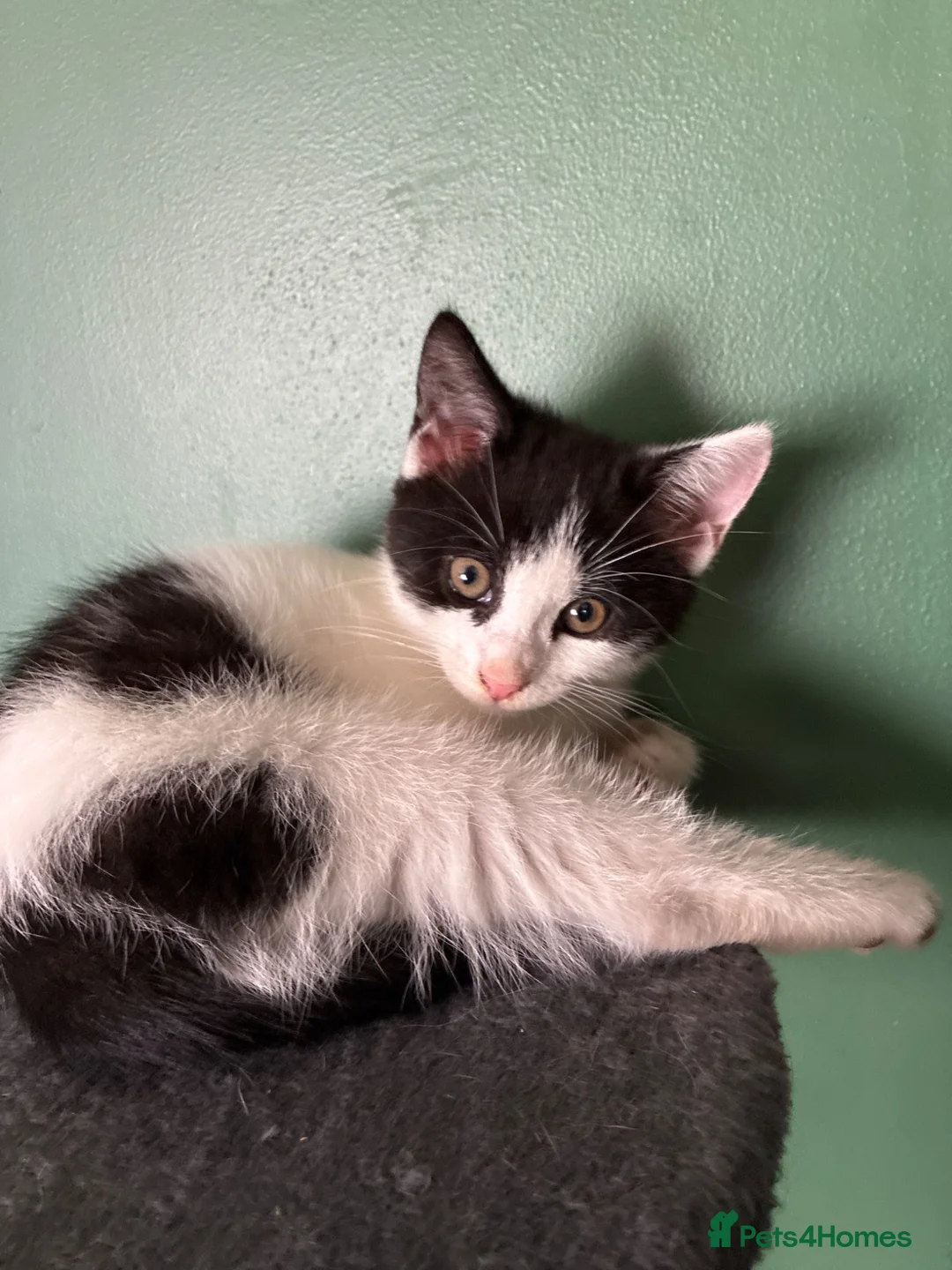 British Shorthair cats for sale: Beautiful black and white female kitten in Royston - Advert 1