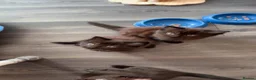 Mixed Breed cats for sale: Black/brown kittens  - Advert 6