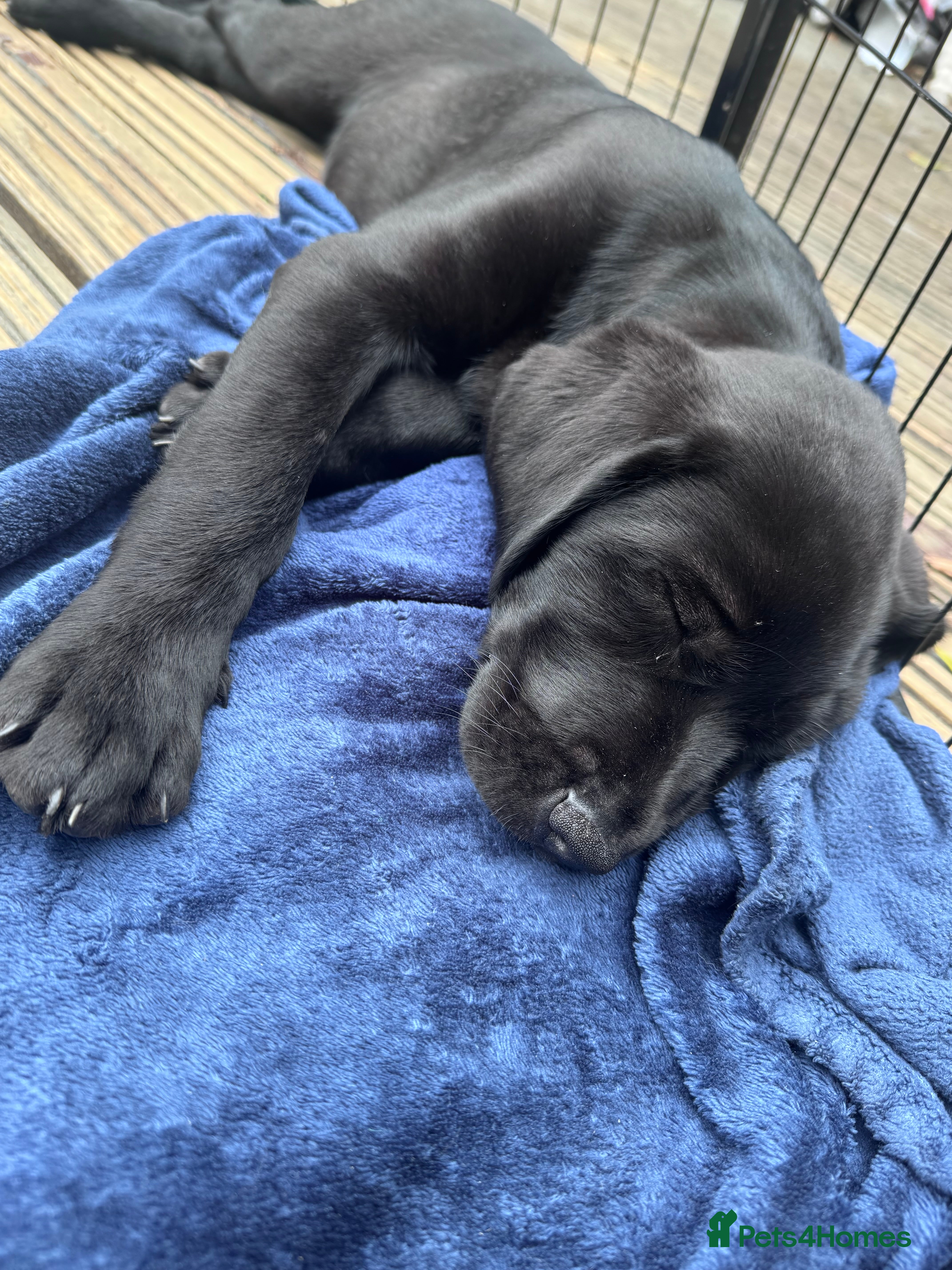 Labrador Retriever dogs 1 girl KC P Labrador black- ready-many titles FTCH - Advert 2