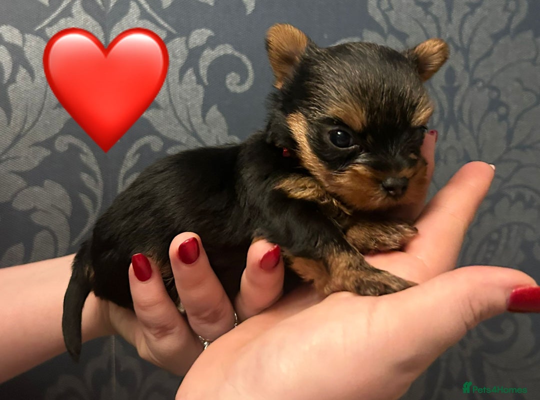 Yorkshire Terrier dogs for sale: 1 BOY KCRegistered tiny Yorkshire Terrier puppies in Melton Mowbray - Image 4