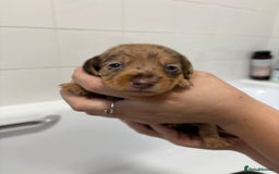 Mixed Breed dogs for sale: Dorkie puppies - Image 14