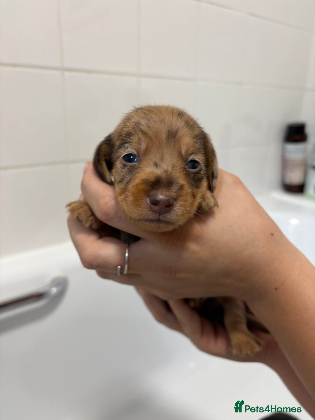 Mixed Breed dogs for sale: Dorkie puppies - Image 14