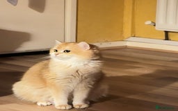 British Shorthair cats for sale: British short hair  in Glasgow - Image 9