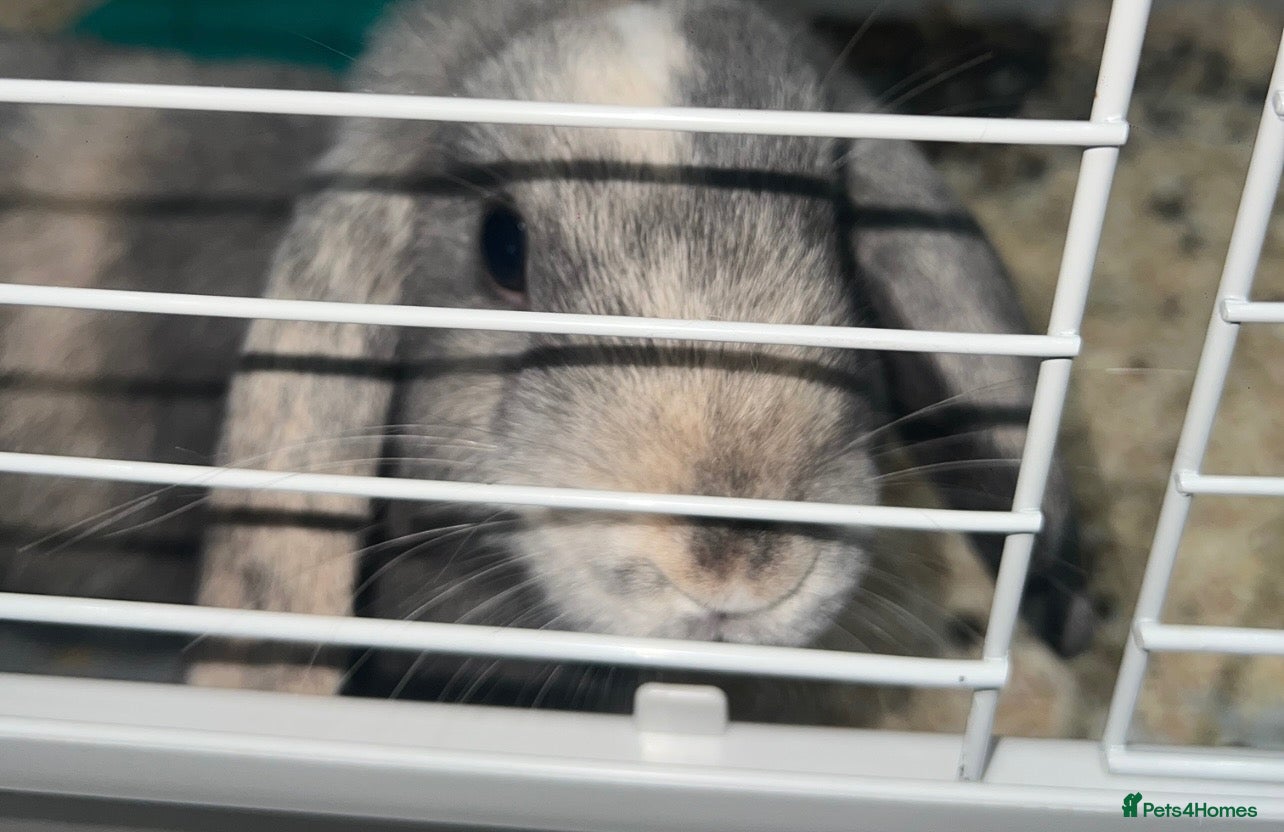 Mini Lop rabbits Mini lop rabbit - Advert 5