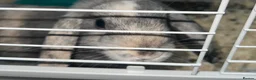 Mini Lop rabbits for sale: Mini lop rabbit - Advert 1