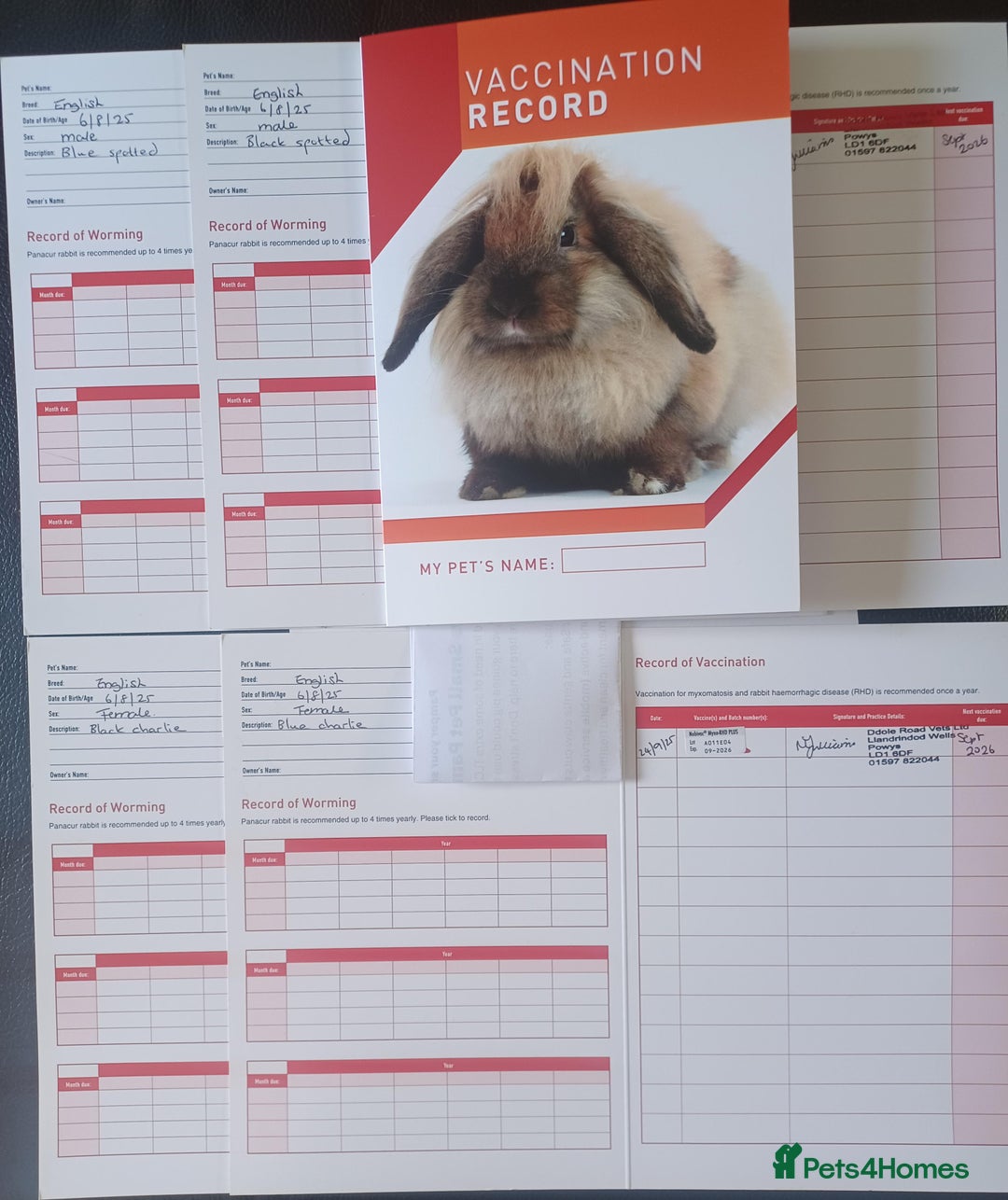 English rabbits for sale: Fully vaccinated pure English rabbits - ready now! - Advert 12