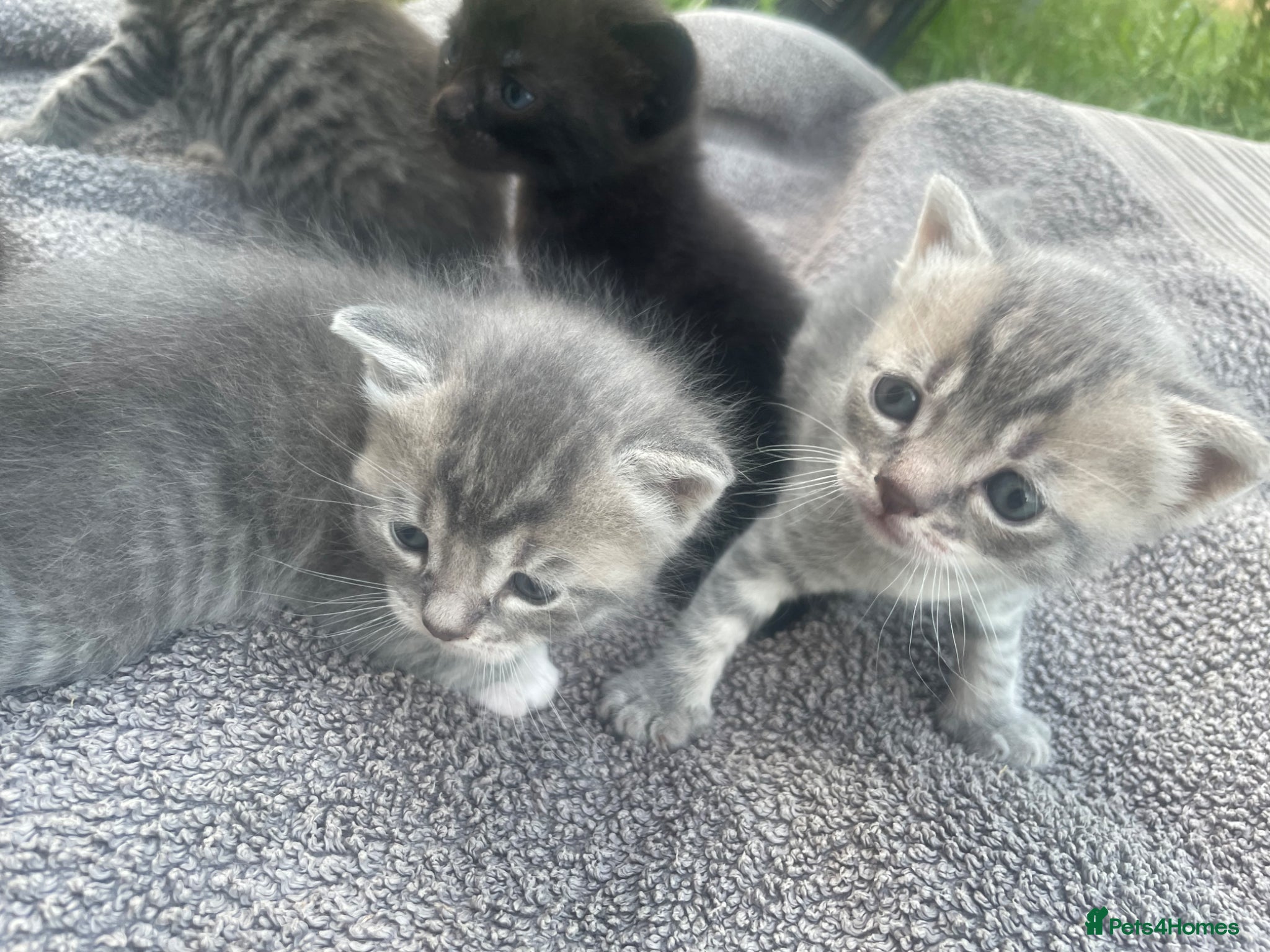 British Shorthair cats for sale: Gorgeous British Shorthair x Bengal kittens in Cheddar - Advert 6
