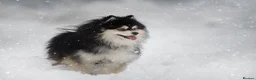 Pomsky dogs for stud: F2 4.5kg Russian Imported Pomsky for Stud - Advert 8