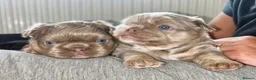 French Bulldog dogs for sale: Fluffy Newshade Choc/ Tan French Bulldog Puppies - Advert 5
