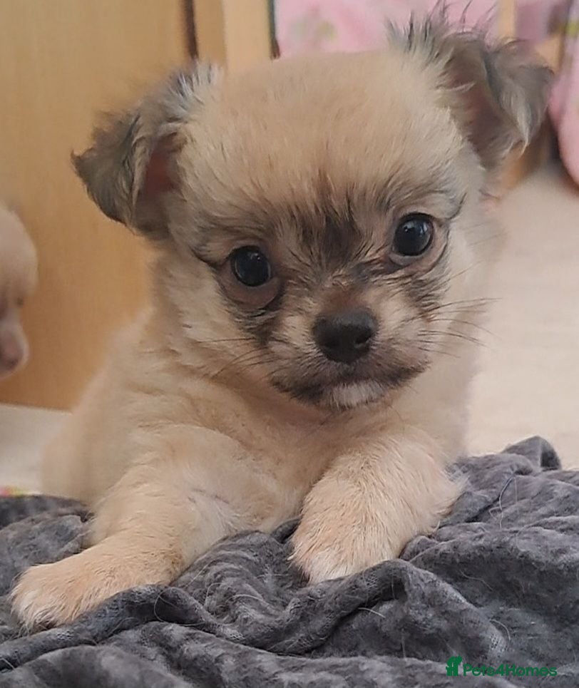Chihuahua dogs Long Coat Chihuahua pups - Advert 5