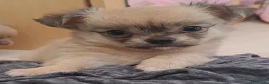 Chihuahua 2