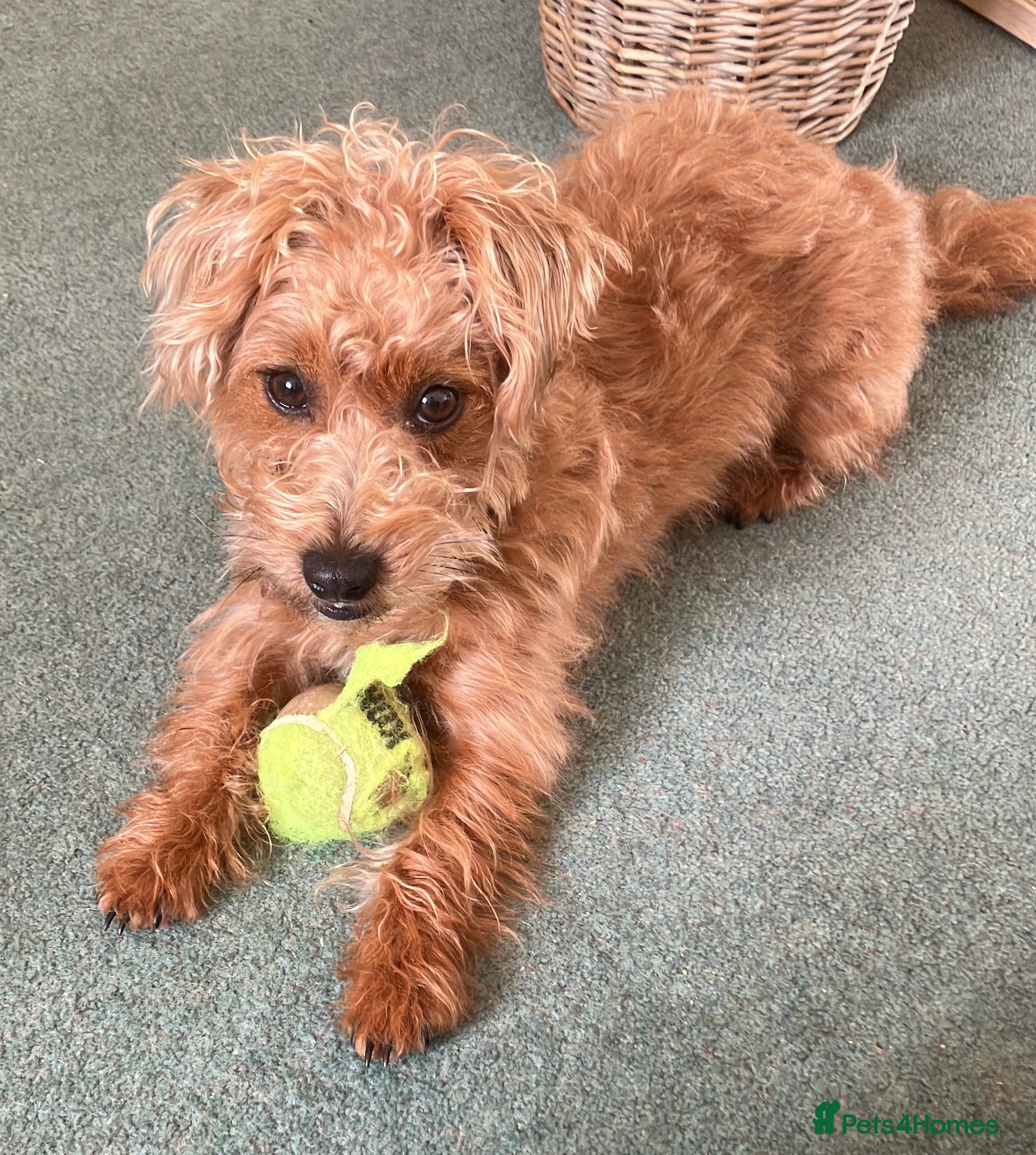 Jackapoo dogs Miniature poodle / jackapoo cross breed puppy - Advert 1